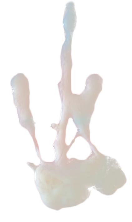 Cock Transparent